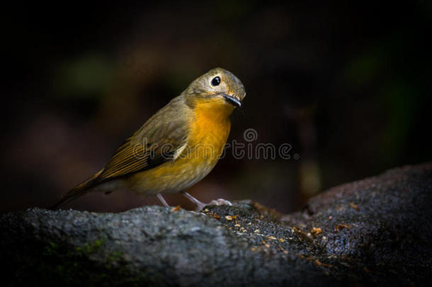 可爱的山蓝色捕蝇草（cyornis banyumas）