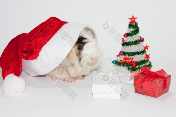 圣诞树天竺鼠圣诞帽