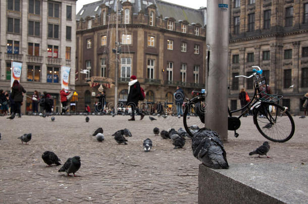 一只鸽子看着阿姆斯特丹的大坝