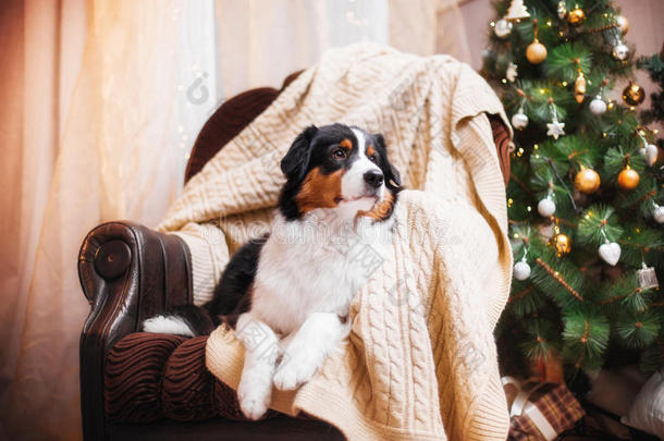 澳大利亚牧羊犬，澳大利亚牧羊犬，圣诞节和新年