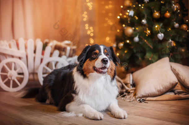 澳大利亚牧羊犬，澳大利亚牧羊犬，圣诞节和新年