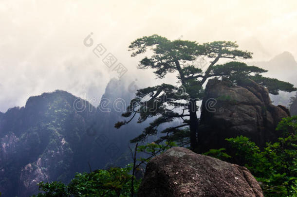 黄山（黄山）松树，安徽，中国