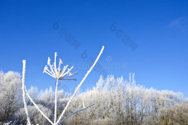 美丽的冬至乡村景观，雾凇浓重