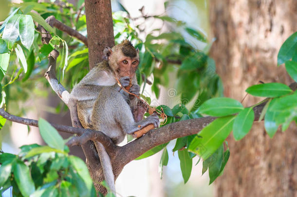 猴子（吃螃蟹的猕猴）在树上吃水果