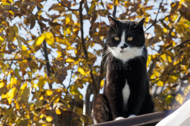 猫晒太阳温暖的一天