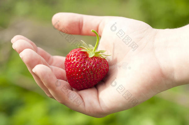 收获成熟的草莓