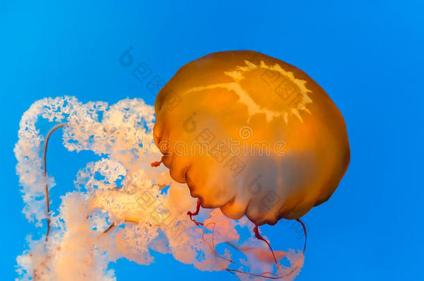 水母，马里兰州巴尔的摩国家水族馆