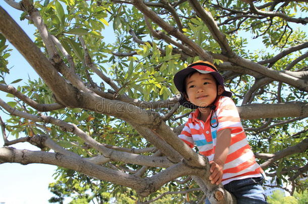 日本男孩爬树