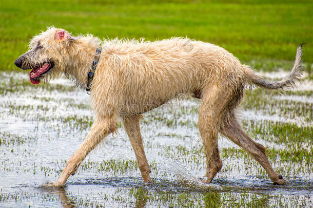 狗在潮湿的公园里玩耍