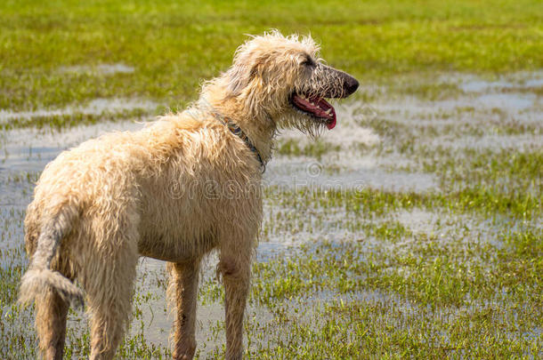 狗在潮湿的公园里玩耍