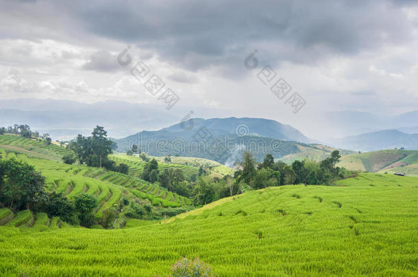 美丽的绿色稻田梯田，有雨云和山。