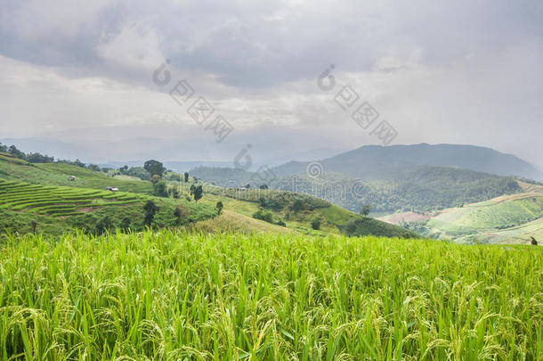 美丽的绿色稻田<strong>梯田</strong>，有雨<strong>云和</strong>山。