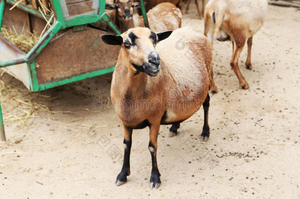 农场里的山羊，靠近点