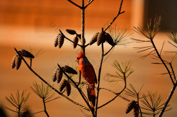 美丽的小鸟坐在树枝上。