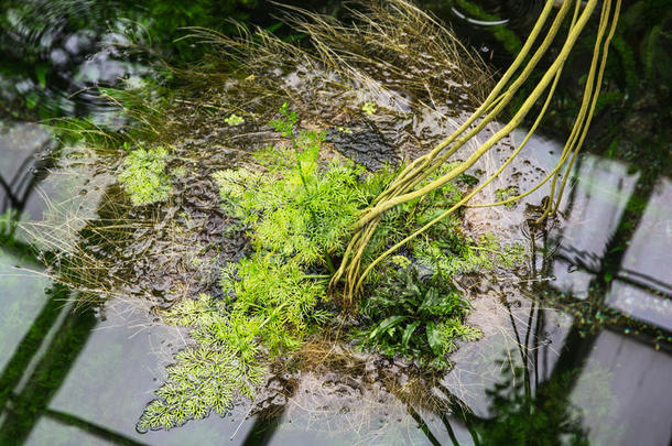 水中的热带植物