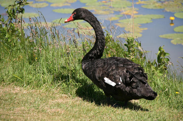 一只黑天鹅在湖边散步（法国）