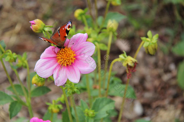 一只蝴蝶正在公园里采花（法国）