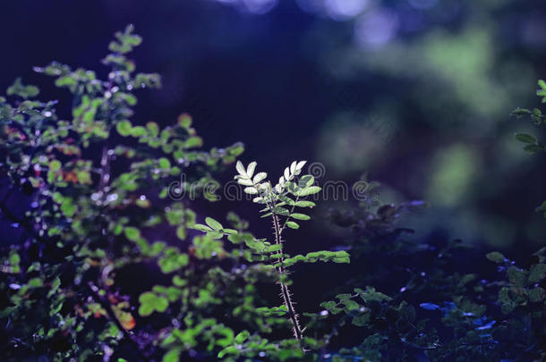 阳光下野玫瑰的花瓣