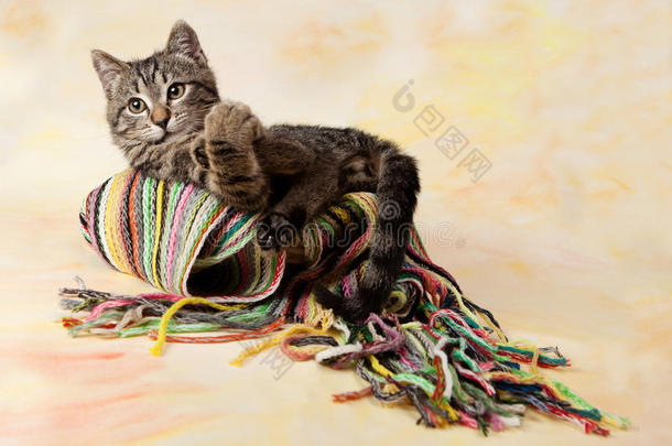 条纹小猫躺在条纹围巾上