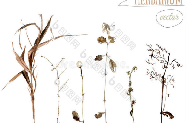 干燥的野生植物和草本植物的水彩植物插图