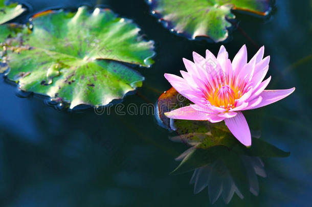 粉红色莲花。粉色荷花或荷花在池塘上盛开。