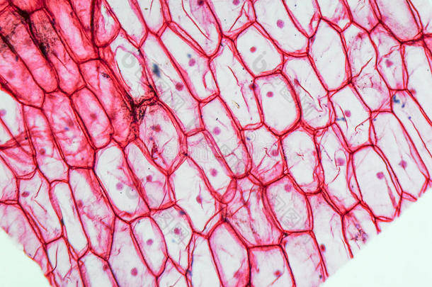 洋葱表皮显微照片
