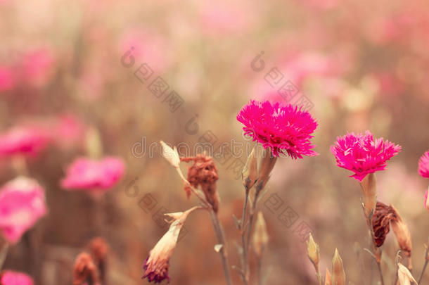 粉红色康乃馨，柔和的红色调