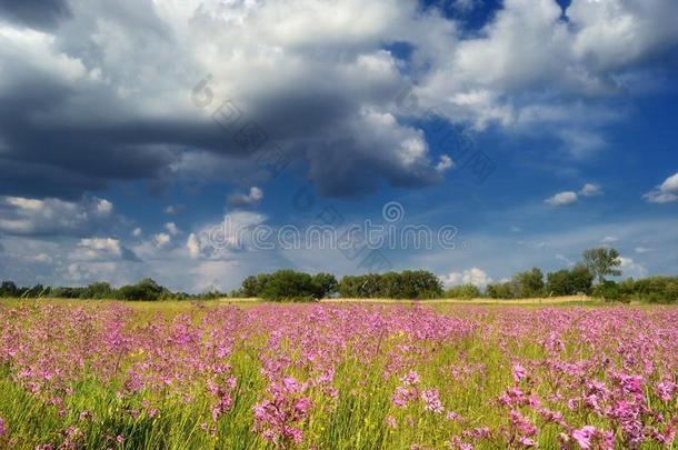 蓝天下的花朵/夏季草地