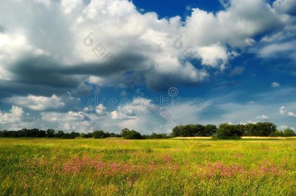 蓝天下的花朵/夏季草地