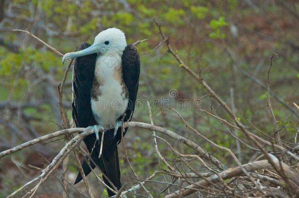 加拉帕戈斯群岛的军舰鸟