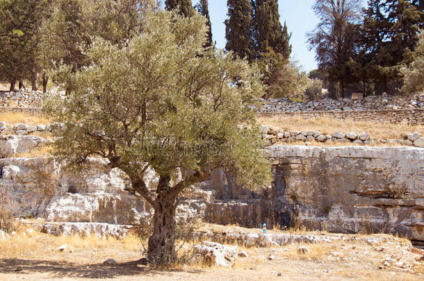 客西马尼花园。千年前的橄榄树。