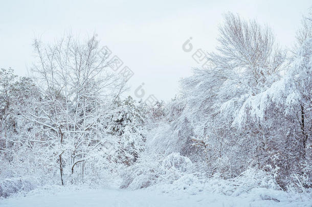 冬<strong>季</strong>森林中的<strong>新年</strong>树。美丽的冬<strong>季</strong>景观，白雪覆盖的树木。树上覆盖着白霜和雪。