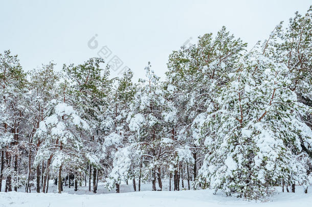 <strong>冬</strong>季森林中的<strong>新年</strong>树。美丽的<strong>冬</strong>季景观，白雪覆盖的树木。树上覆盖着白霜和雪。