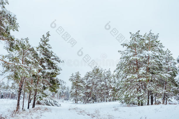 冬季森林中的新年树。美丽的冬季景观，白雪覆盖的树木。树上覆盖着白霜和雪。