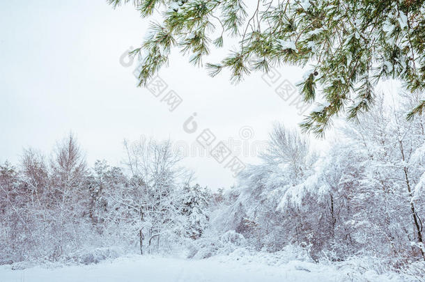 冬季森林中的新年树。美丽的冬季景观，白雪覆盖的树木。树上覆盖着白霜和雪。