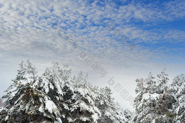 冬季森林中的新年树。美丽的冬季景观，白雪覆盖的树木。树上覆盖着白霜和雪。