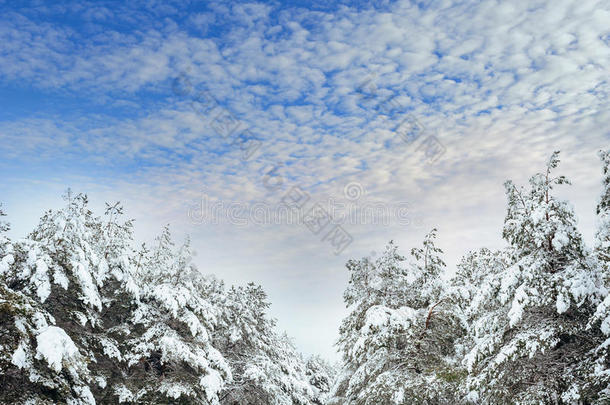 冬季森林中的新年树。美丽的冬季景观，白雪覆盖的树木。树上覆盖着白霜和雪。