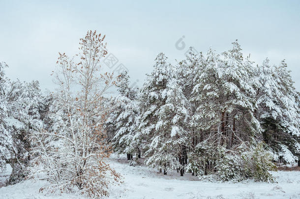 冬季森林中的新年树。美丽的冬季景观，白雪覆盖的树木。树上覆盖着白霜和雪。