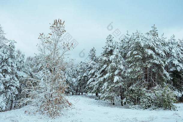 冬季森林中的新年树。美丽的冬季景观，白雪覆盖的树木。树上覆盖着白霜和雪。