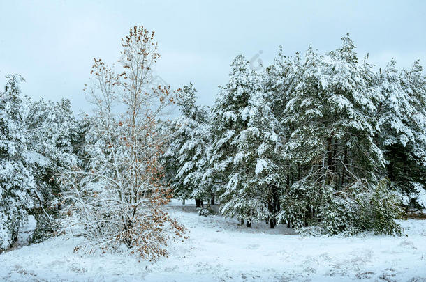 <strong>冬</strong>季森林中的<strong>新年</strong>树。美丽的<strong>冬</strong>季景观，白雪覆盖的树木。树上覆盖着白霜和雪。