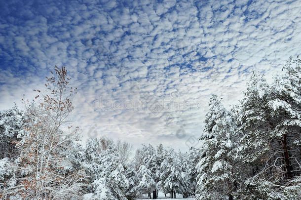 冬季森林中的新年树。美丽的冬季景观，白雪覆盖的树木。树上覆盖着白霜和雪。