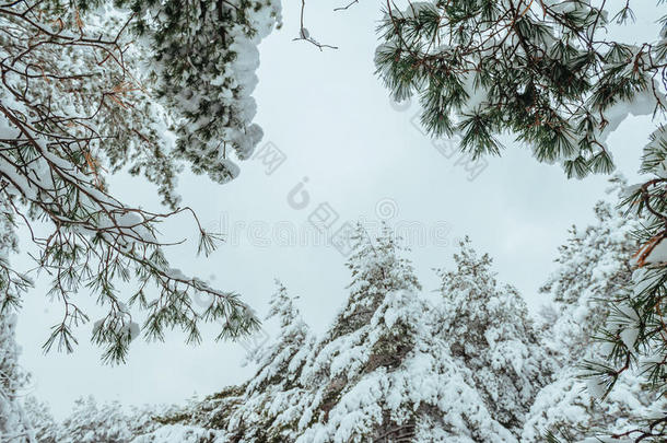 冬季森林中的新年树。美丽的冬季景观，白雪覆盖的树木。树上覆盖着白霜和雪。