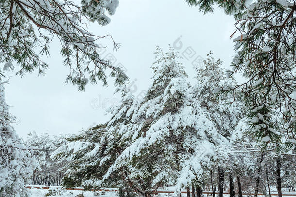 冬季森林中的新年树。美丽的冬季景观，白雪覆盖的树木。树上覆盖着白霜和雪。