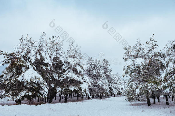 冬季森林中的新年树。美丽的冬季景观，白雪覆盖的树木。树上覆盖着白霜和雪。