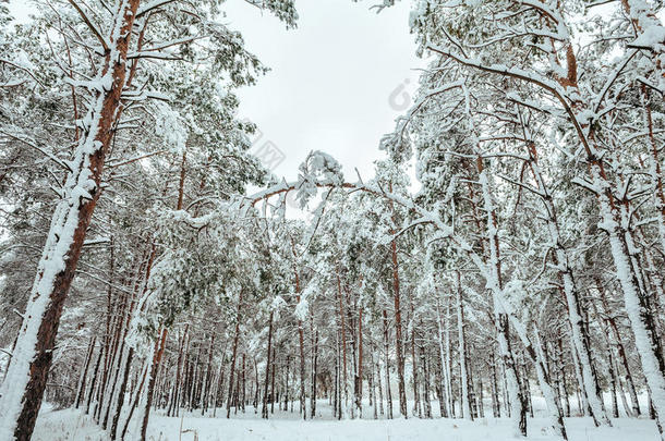 冬季森林中的新年树。美丽的冬季景观，白雪覆盖的树木。树上覆盖着白霜和雪。
