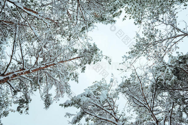 冬季森林中的新年树。美丽的冬季景观，白雪覆盖的树木。树上覆盖着白霜和雪。