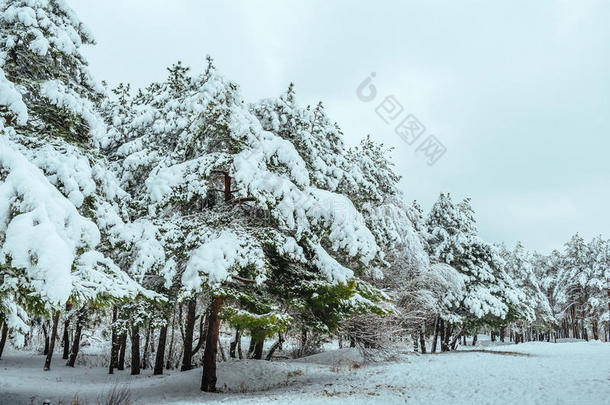 冬<strong>季</strong>森林中的<strong>新年</strong>树。美丽的冬<strong>季</strong>景观，白雪覆盖的树木。树上覆盖着白霜和雪。