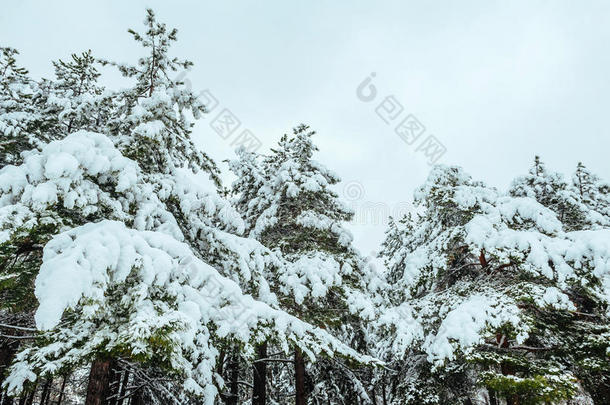 冬季森林中的新年树。美丽的冬季景观，白雪覆盖的树木。树上覆盖着白霜和雪。