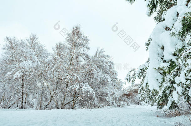 冬季森林中的新年树。美丽的冬季景观，白雪覆盖的树木。树上覆盖着白霜和雪。