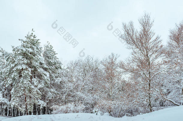 冬季森林中的新年树。美丽的冬季景观，白雪覆盖的树木。树上覆盖着白霜和雪。